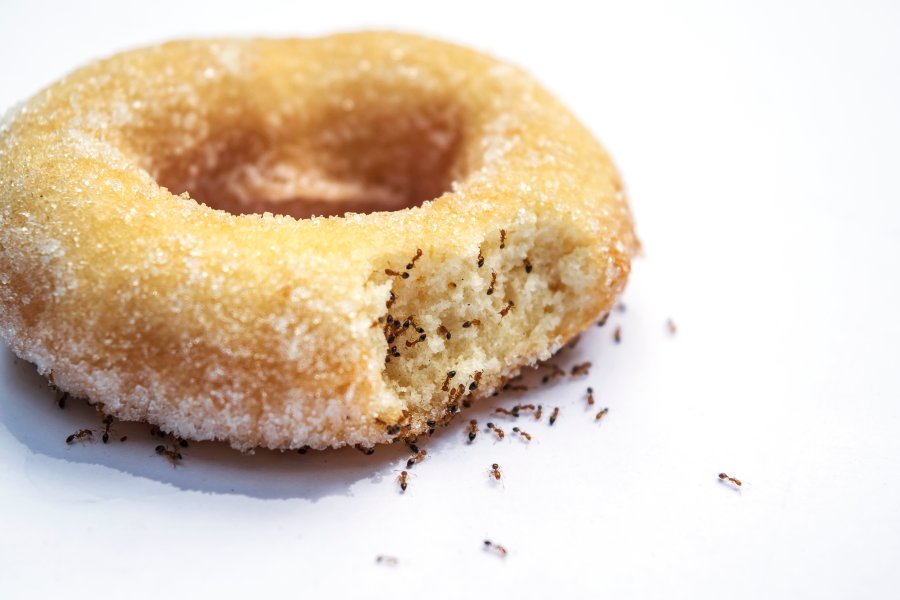 A close view of ant-eating donuts showcasing the need for pest control in Lombard IL