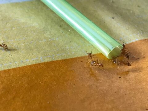 Chicago Pest Control Service Experts | Rose Pest Solutions