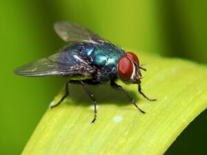 blue fly with red eyes