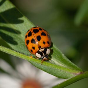 asian lady beetle on plant
