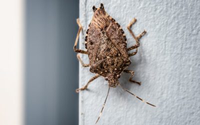 stink bug on homeowner's wall