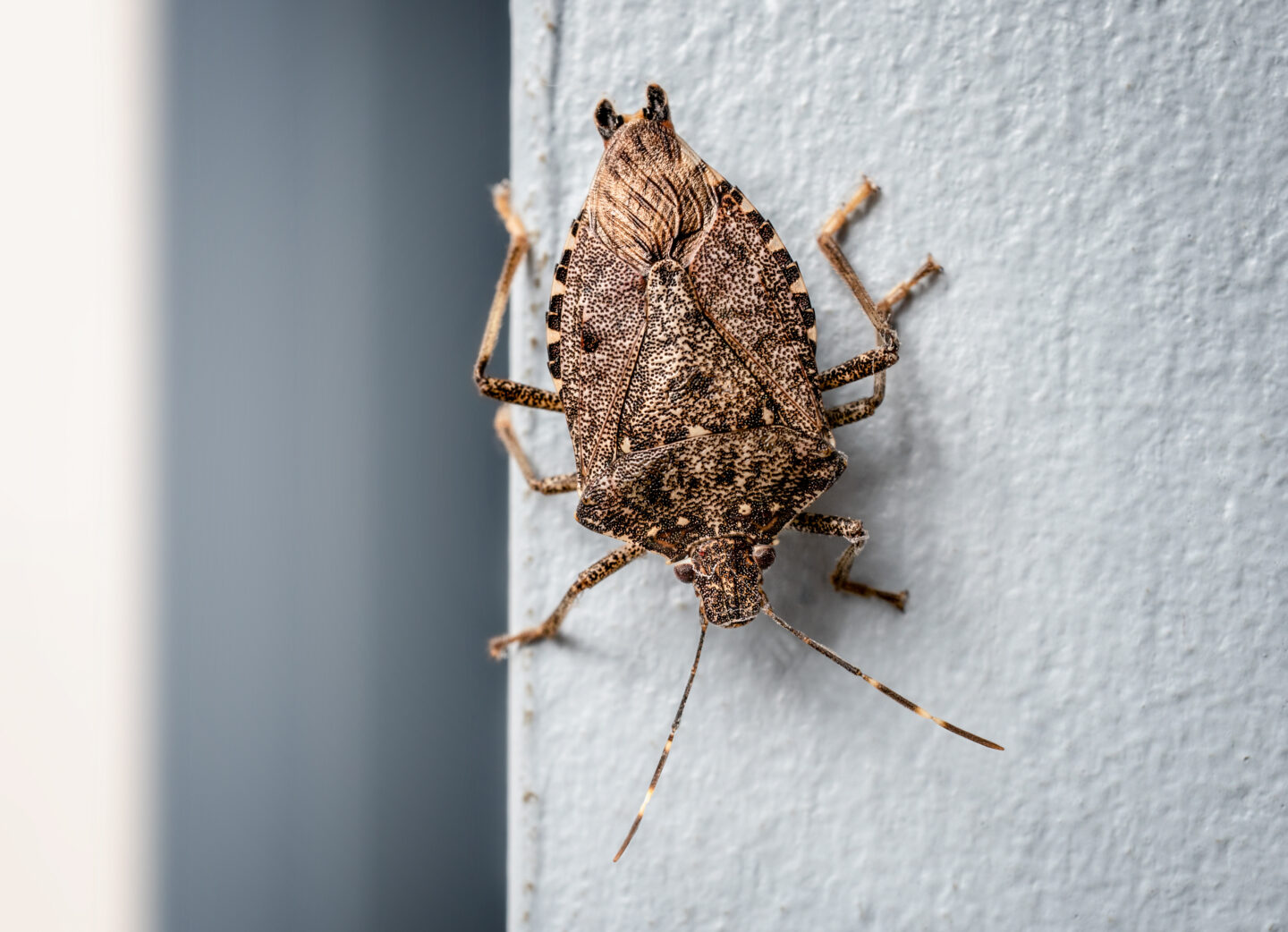 How to Avoid Stink Bugs - Rose Pest Solutions
