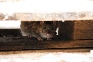 house mouse hiding under floorboard