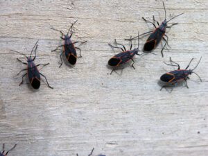 cluster of boxelder bugs