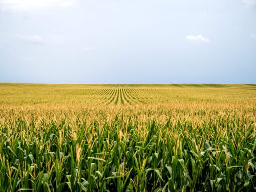 corn field