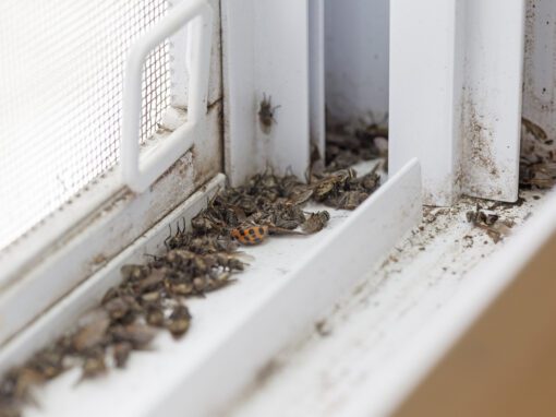 overwintering pests in window ledge