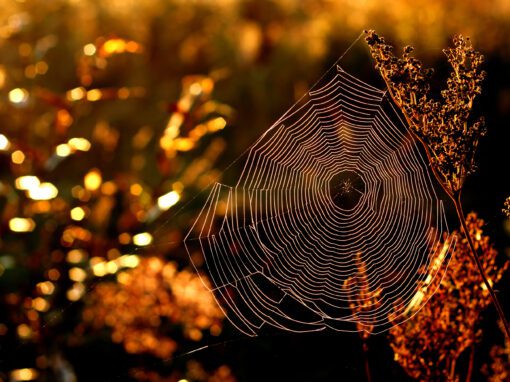spiderweb during autumn