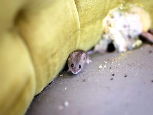 deer mouse on basement couch