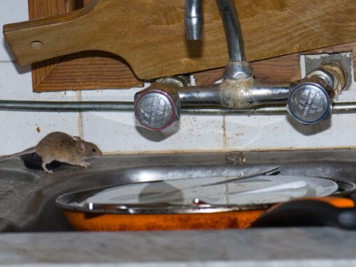 mouse in kitchen