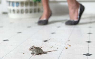 mouse on kitchen floor