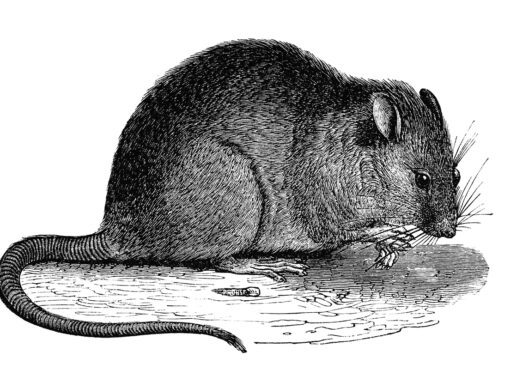scientific illustration of rat