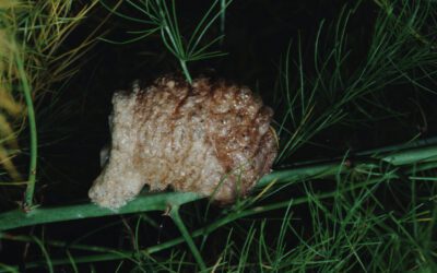 praying mantis egg sac on tree branch