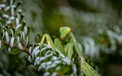 praying mantis on christmas tree