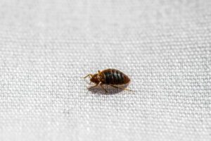 bed bug myths