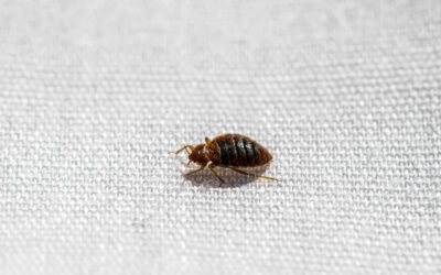 What are some tips to control bed bugs?