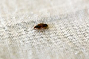 a bed bug on a piece of cloth