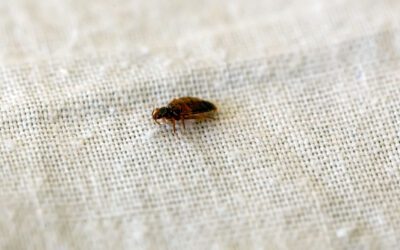 Are bed bugs worse in summer or winter?