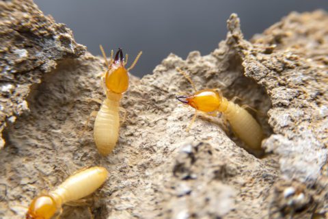 7 Things You Should Know About Termites