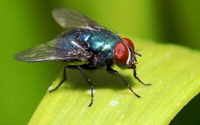 What are the most common pests in the spring?