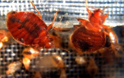 Does keeping your house cold keep bugs out?