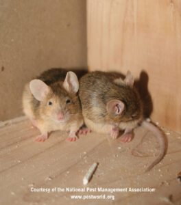 Mouse