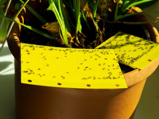 some dark-winged fungus gnats are stuck on a yellow sticky trap