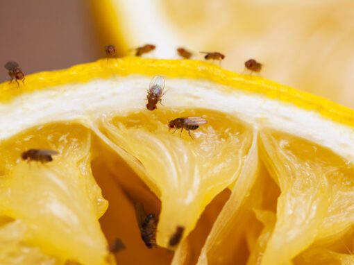 Fruit flies on orange