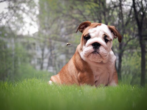 dog with bee