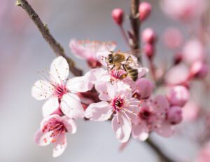 honey bee on almond blossom
