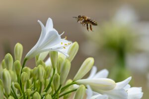 honey bee near flower