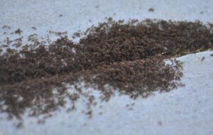 A big pile of pavement ants climbing in and out of crack in pavement