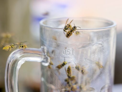 wasps like beer