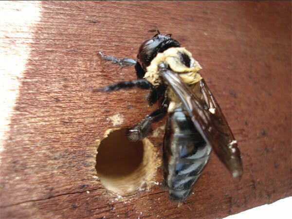 Carpenter bee entering a hole in wood in Chicago & Rockford, DMA
