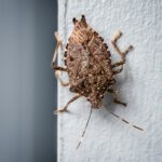 keep bugs out