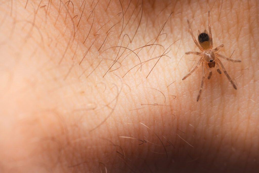 Close-up of spider in Chicago & Rockford, DMA home
