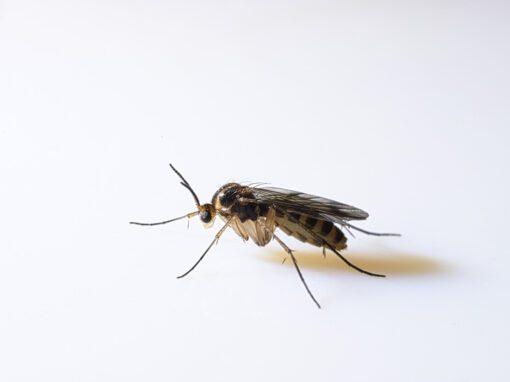 Close-up image of a fungus gnat against a white background