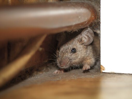 Mouse peeking out of the hole