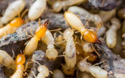 Termite Awareness Week 2018