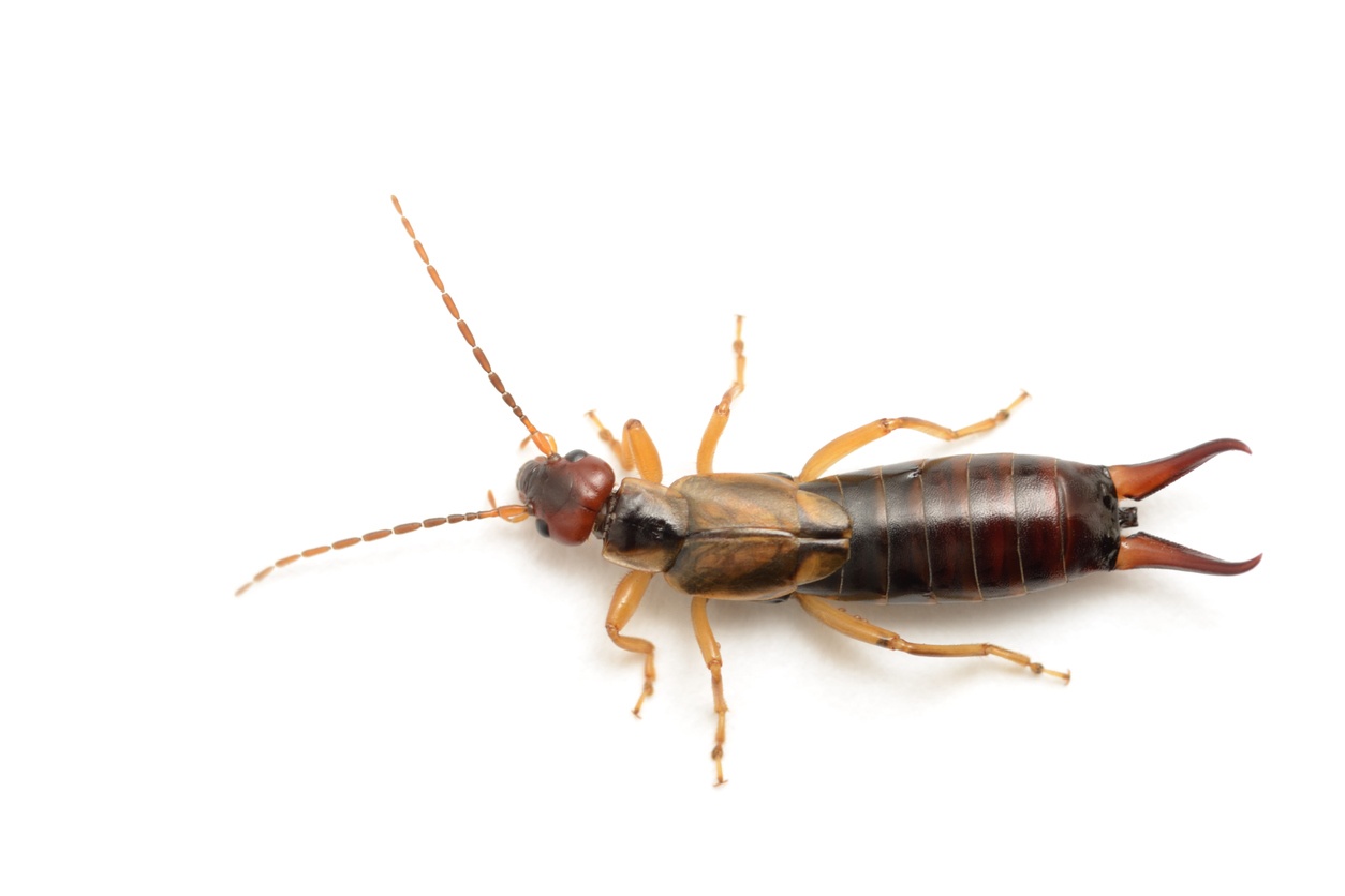 Image of Earwigs by Rose Pest Solutions at Chicago and Beloit, USA. 