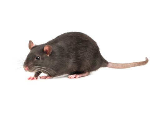 difference between rats and mice