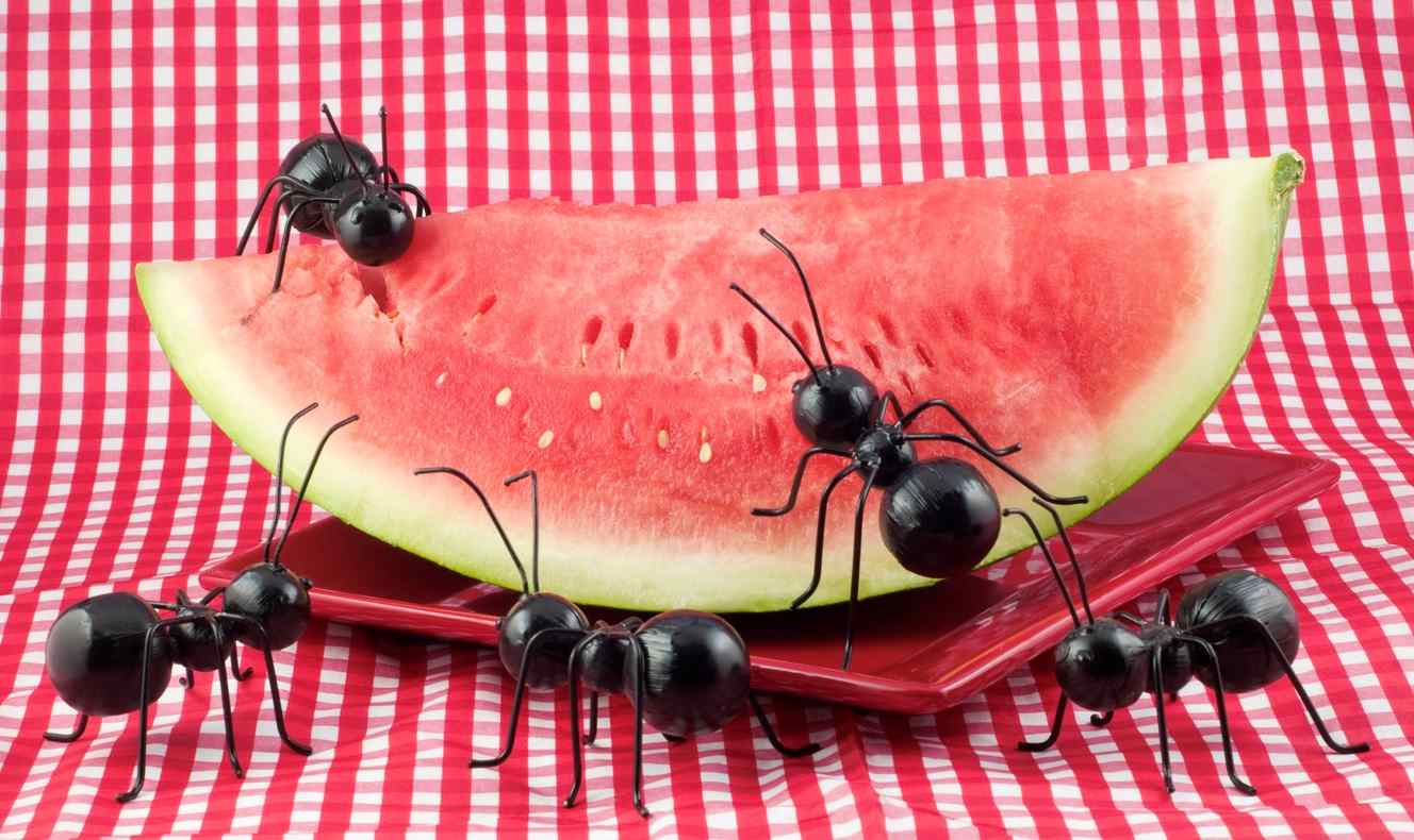 Ants eating watermelon, highlighting infestation risks in Chicago, IL. 