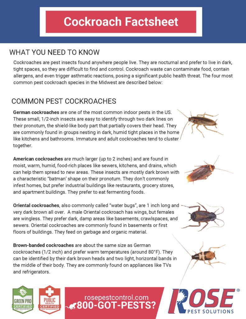 cockroach fact sheet
