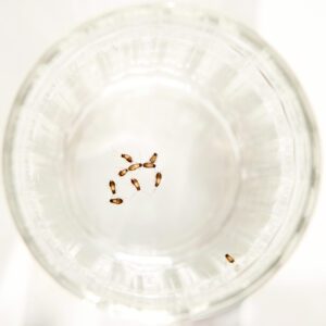baby roaches in a glass