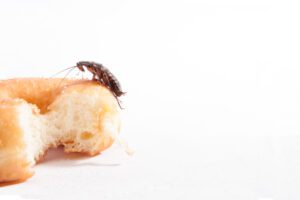 seeing one cockroach