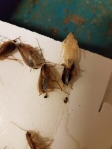 cockroaches on monitor
