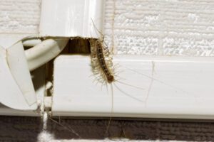 centipede crawling out of hiding space in house