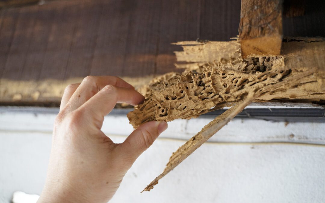 Got flying bugs after rain? It could be one of these.