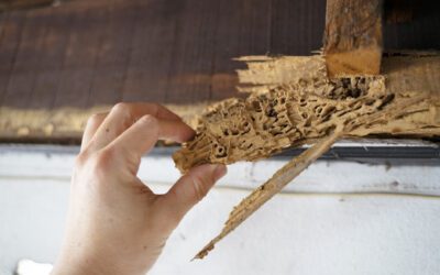Got flying bugs after rain? It could be one of these.