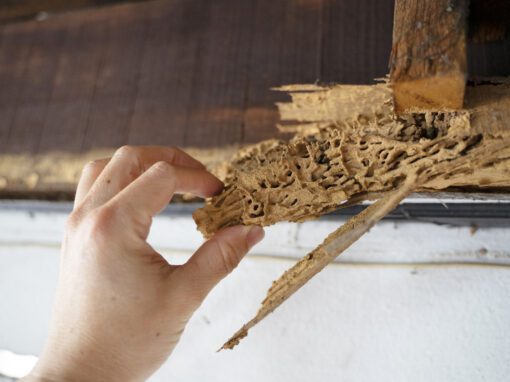 Wood damaged by termites