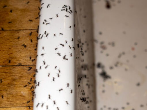 cluster of ants in kitchen